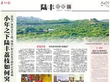小年之下陆丰荔枝如何突围？｜速览《南方日报·陆丰视窗》第53期