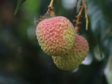 小年之下陆丰荔枝如何突围？