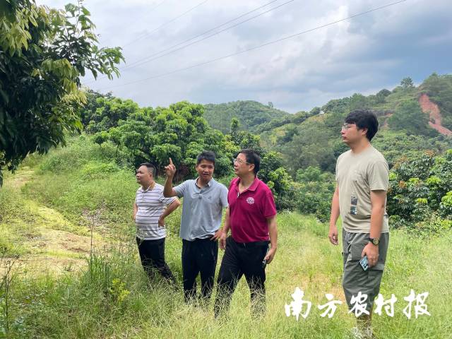 荔枝专业村负责人向专家组介绍荔枝产业情况。