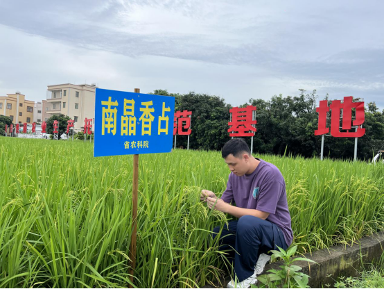 蔡霖晖在田间巡看做物病虫害情景。  受访者供图