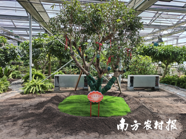 荔枝树已顺利在黑龙江北大荒七星农场安家。州市 荔枝树已顺利在黑龙江北大荒七星农场安家。馈广