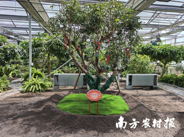 6月18日,荔枝树已顺利在黑龙江北大荒七星农场安家。 6月18日,荔枝树已顺利在黑龙江北大荒七星农场安家。
