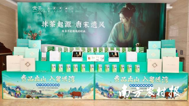 贵州抹茶,入粤进湾。 贵州抹茶,入粤进湾。