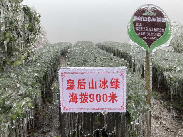 皇后山茶园园区平均海拔达800米以上。