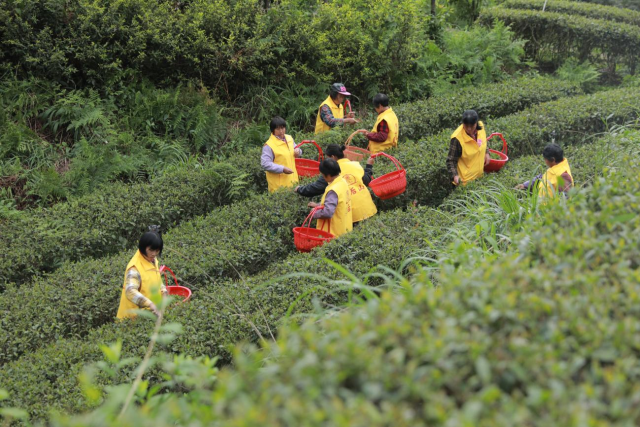 园区里，周边的农户受雇前来采茶，她们一天的工钱是每人100元。