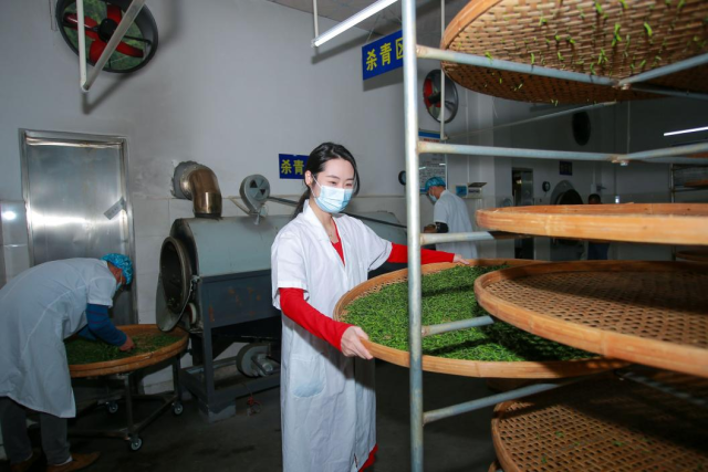 在皇后山山脚下的茶叶加工线，茶青经历晾青、杀青等步骤，最终被制成干茶。