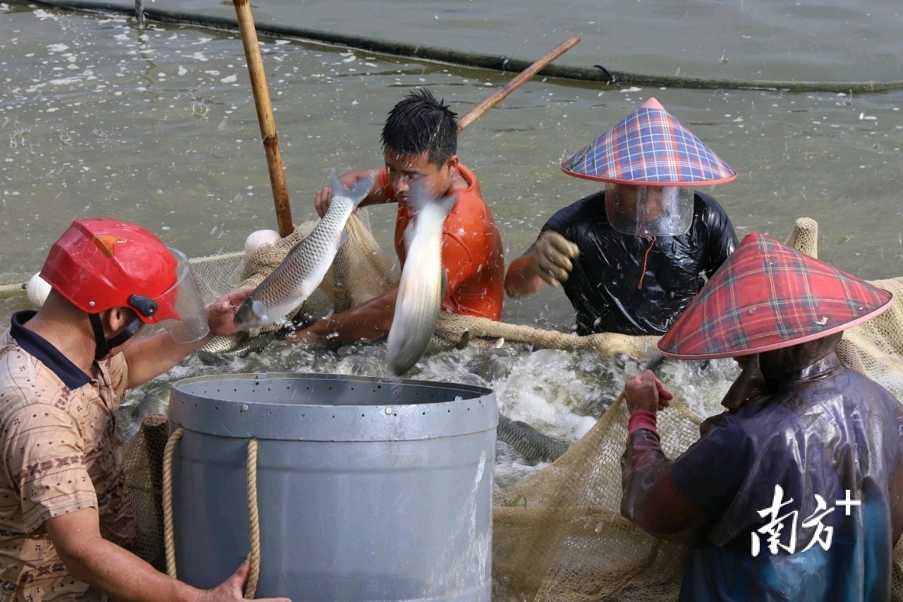 本次售卖的鲩鱼经过5个月以上饲养，体重达上市规格。