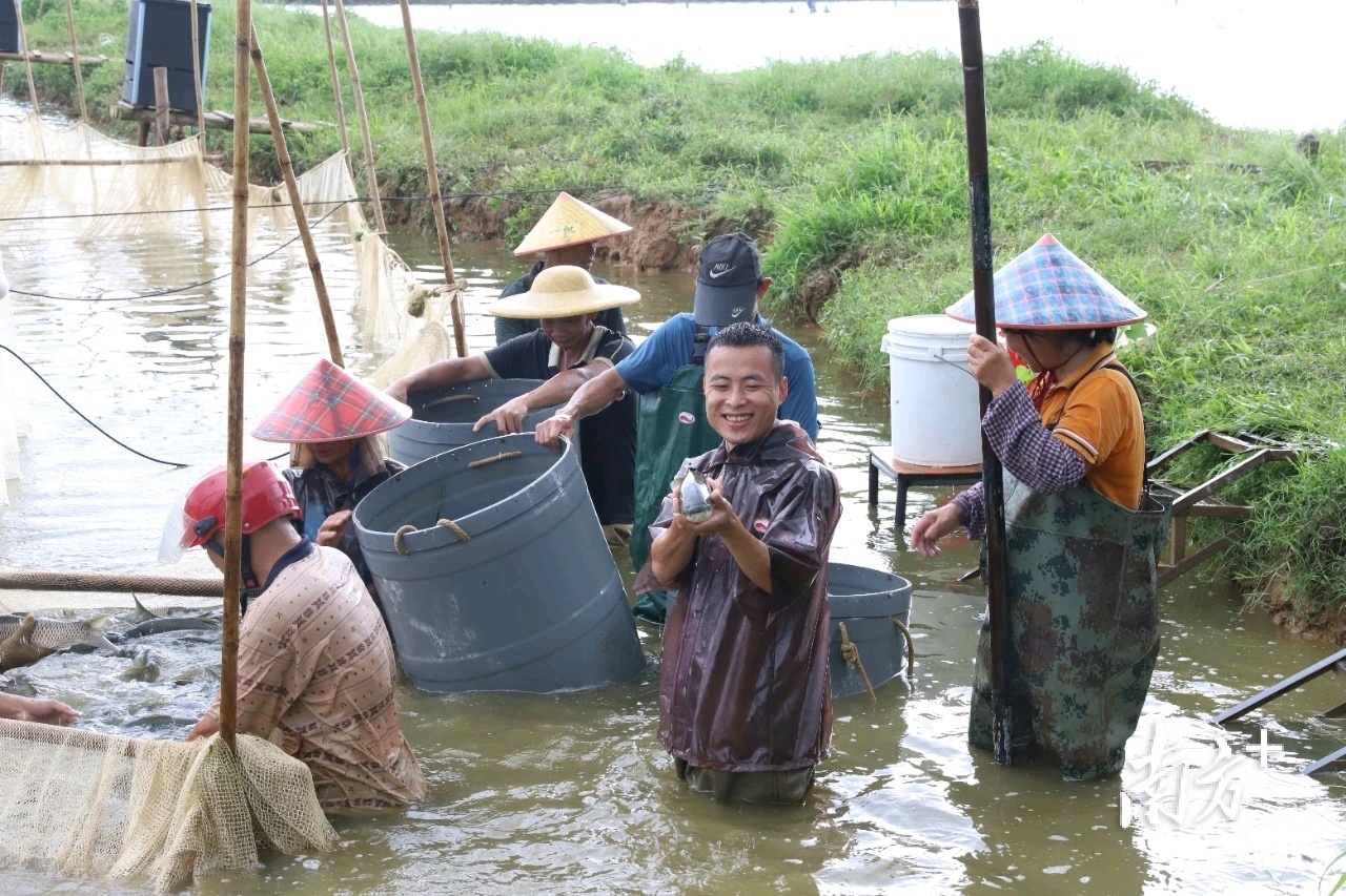 首批1800亩水面面积池塘产出约600万斤鱼。