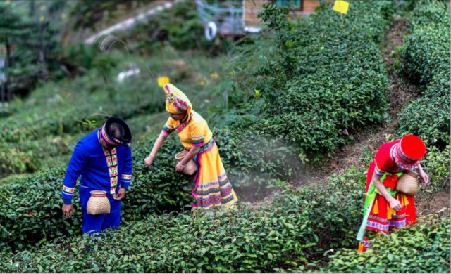 在皇后山茶园，游客可以感受到当地独特的壮瑶少数民族风情。