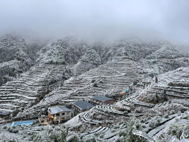 每年冬天，连山县禾洞镇的皇后山茶园都会“挂冰”。