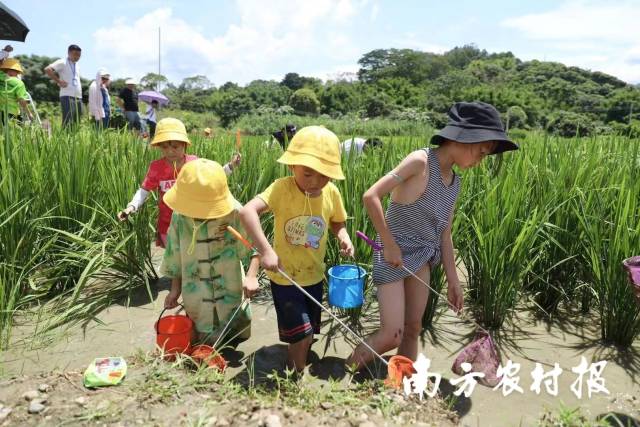 小朋友们排队在稻田捉鱼。