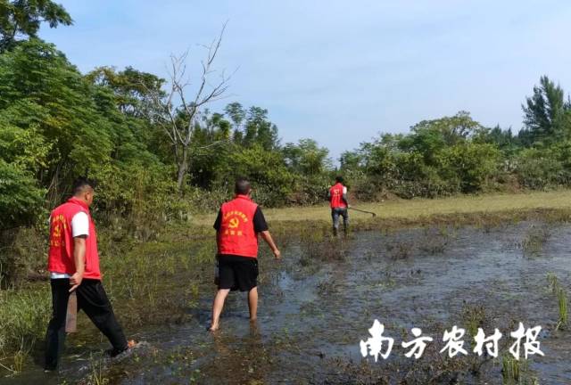 “愛鳥護鳥”行動之清鳥網(wǎng)。 