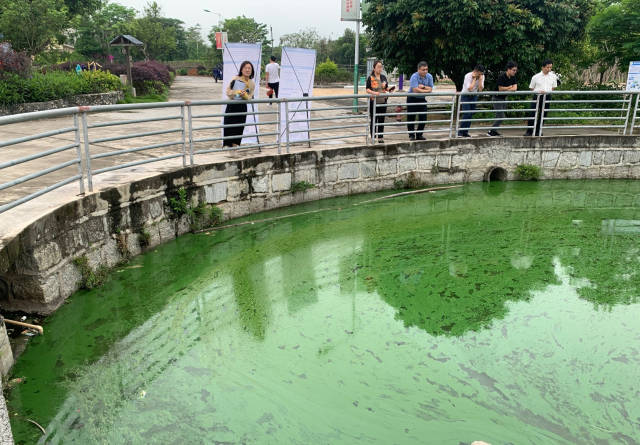 登峰村实施“风水塘”生态修复治理改造前。