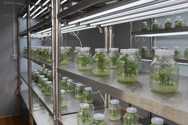 工作队以“企业+合作社+农户”模式在南溪开展甘薯健康种苗生产经营。首期已完成甘薯脱毒种苗组培室和15亩一繁基地建设，二期建设250亩二繁基地。