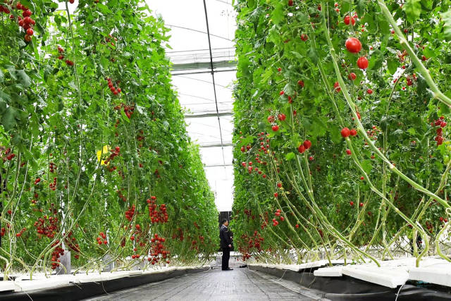 工作队引进专用粤科达101、粤科达202等高端樱桃番茄品种及“华南型樱桃番茄工厂化生产（水培）关键技术”等配套高效栽培技术进行示范推广。