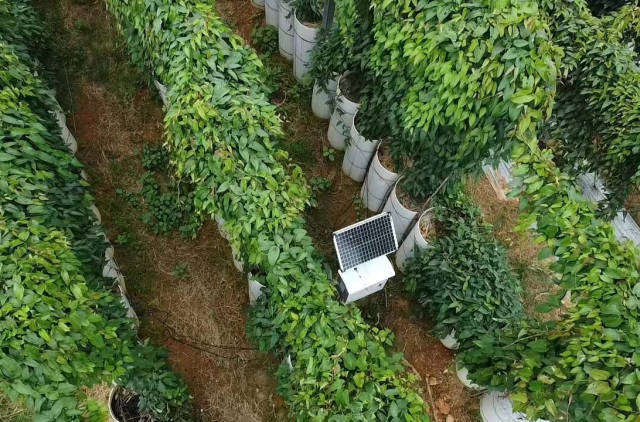 工作队开展淮山生态种植模式研究与示范、精品淮山规模化标准化种植和品牌建设。