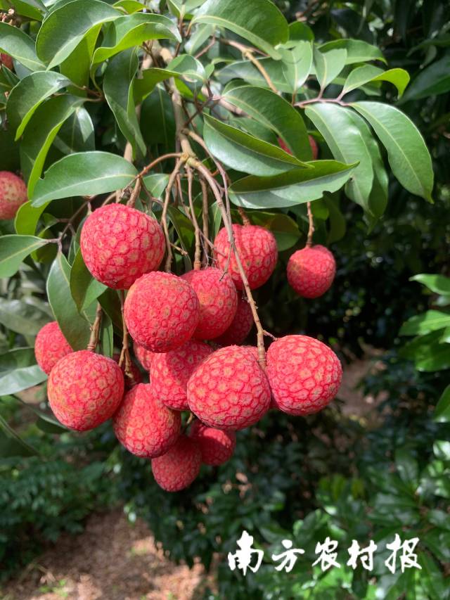 备受喜爱的兰香玉。 