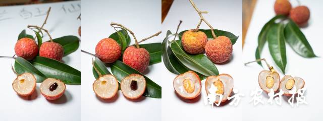 兰香玉、国香荔、仙绿、增美荔。