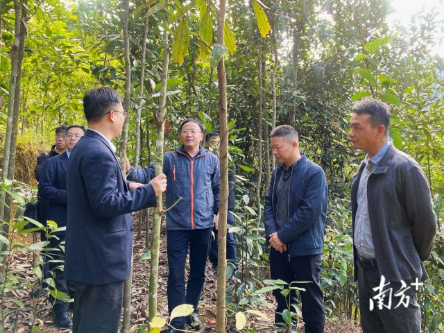 广药大中药资源研究团队带头人杨全教授等专家赴罗定开展肉桂产业发展调研和现场指导。