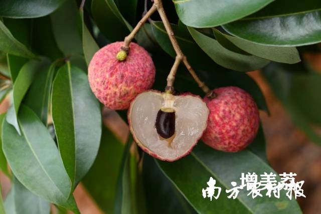 优新品种增美荔。