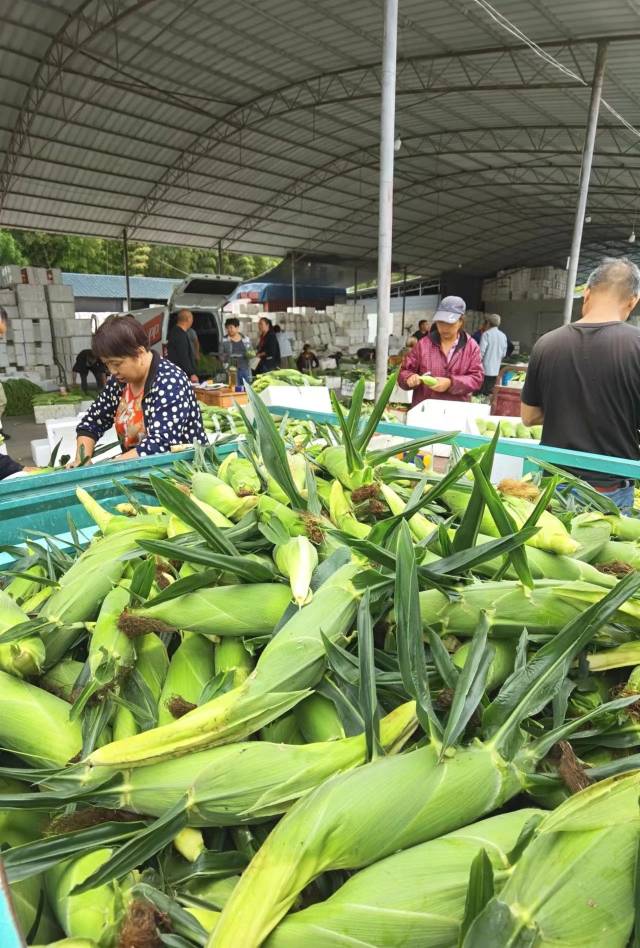 丽水某批发市场,鲜食玉米的批发价格较好。 丽水某批发市场,鲜食玉米的批发价格较好。
