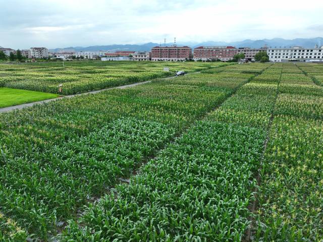 中国种子大会东阳鲜食玉米种类揭示会的种类揭示现场。