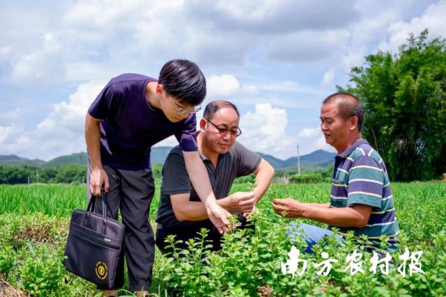 农行广东分行派驻韶关翁源官渡镇华东村第一书记徐平超在田间调研，了解农作物种植情况。 