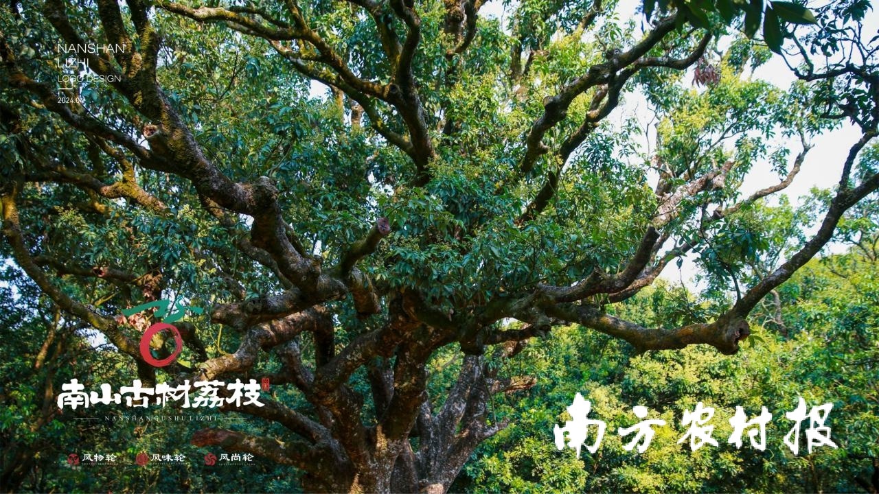 深圳市南山区大南山下的助横枝采摘权转让古荔枝树。