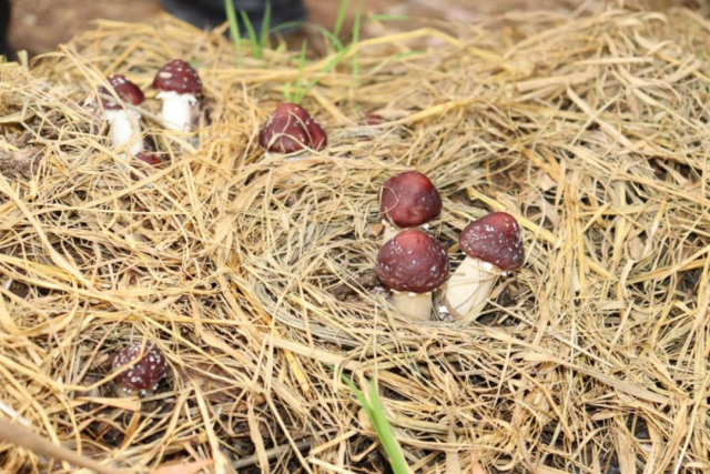 登峰村林下红松茸种植。