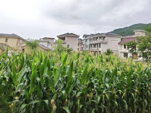 “庭院玉米”是浙江鲜食玉米财富的一大特色。在浙江村落子，简直家家户户都市在自家院子里种上多少行鲜食玉米。