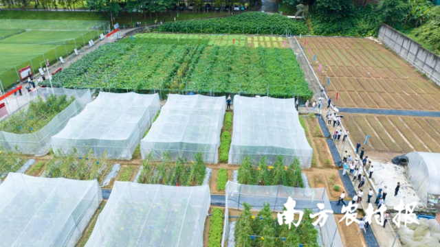 豇豆绿色种植新模式试验示范田观摩。