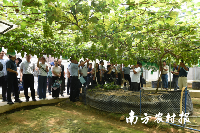 阳光玫瑰葡萄优质高效栽培技术现场观摩。