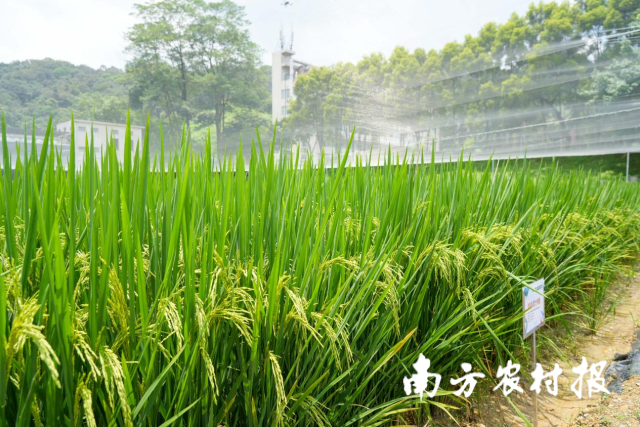 水稻主导品种主推技术示范。