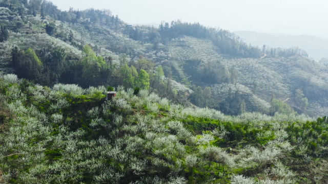 鎮(zhèn)寧是全國最大的蜂糖李種植縣,。