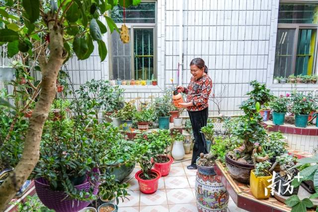 村民在房前屋后种上花草树木，积极打造美丽庭院。南方日报记者 何森垚摄