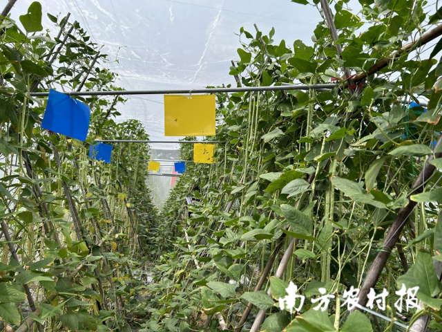 全包围防虫网里的豇豆，悬挂着的黄板、蓝板很少粘到虫害。