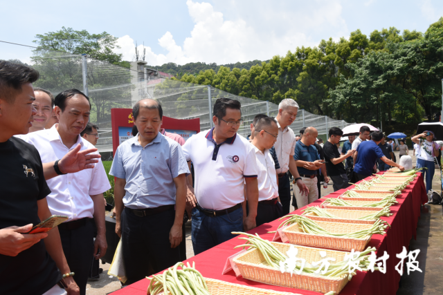 优良品种现场观摩。