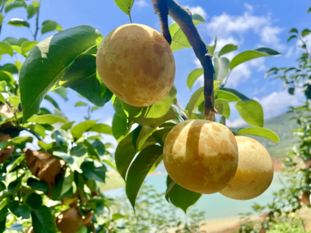 南方农村报 李嘉镓 制图