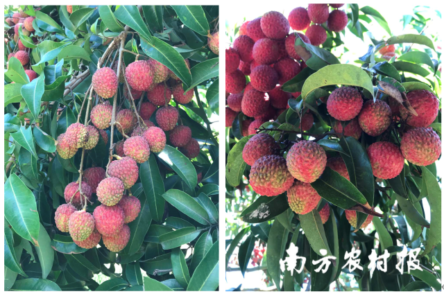 2021年凤山红灯笼黑皮病症状 2021年凤山红灯笼黑皮病症状
