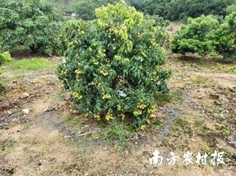 凤山红灯笼施用土壤调理剂