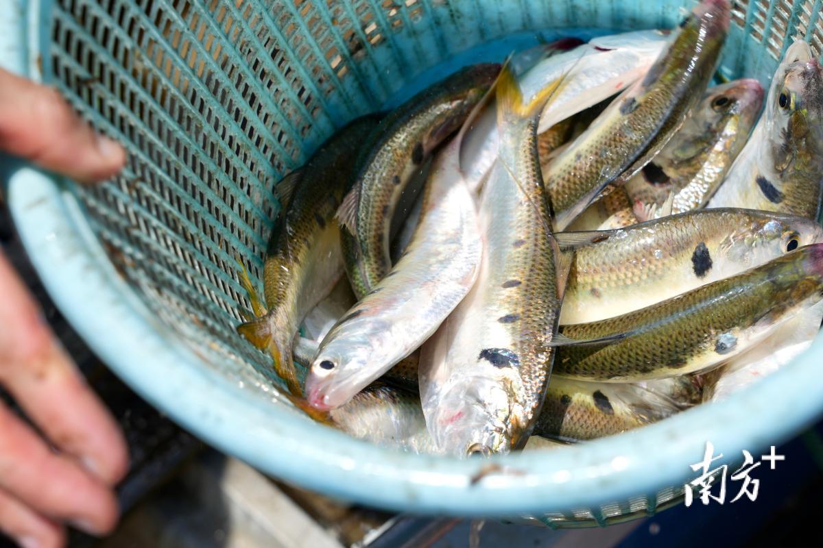 西江黄鱼。白桦摄 西江黄鱼。白桦摄