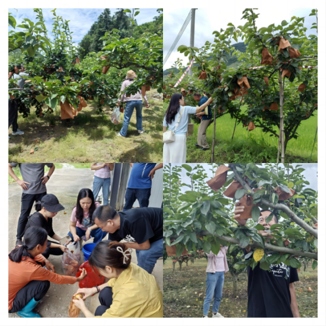 工作人员在果园内进行水晶梨随机采样。 工作人员在果园内进行水晶梨随机采样。