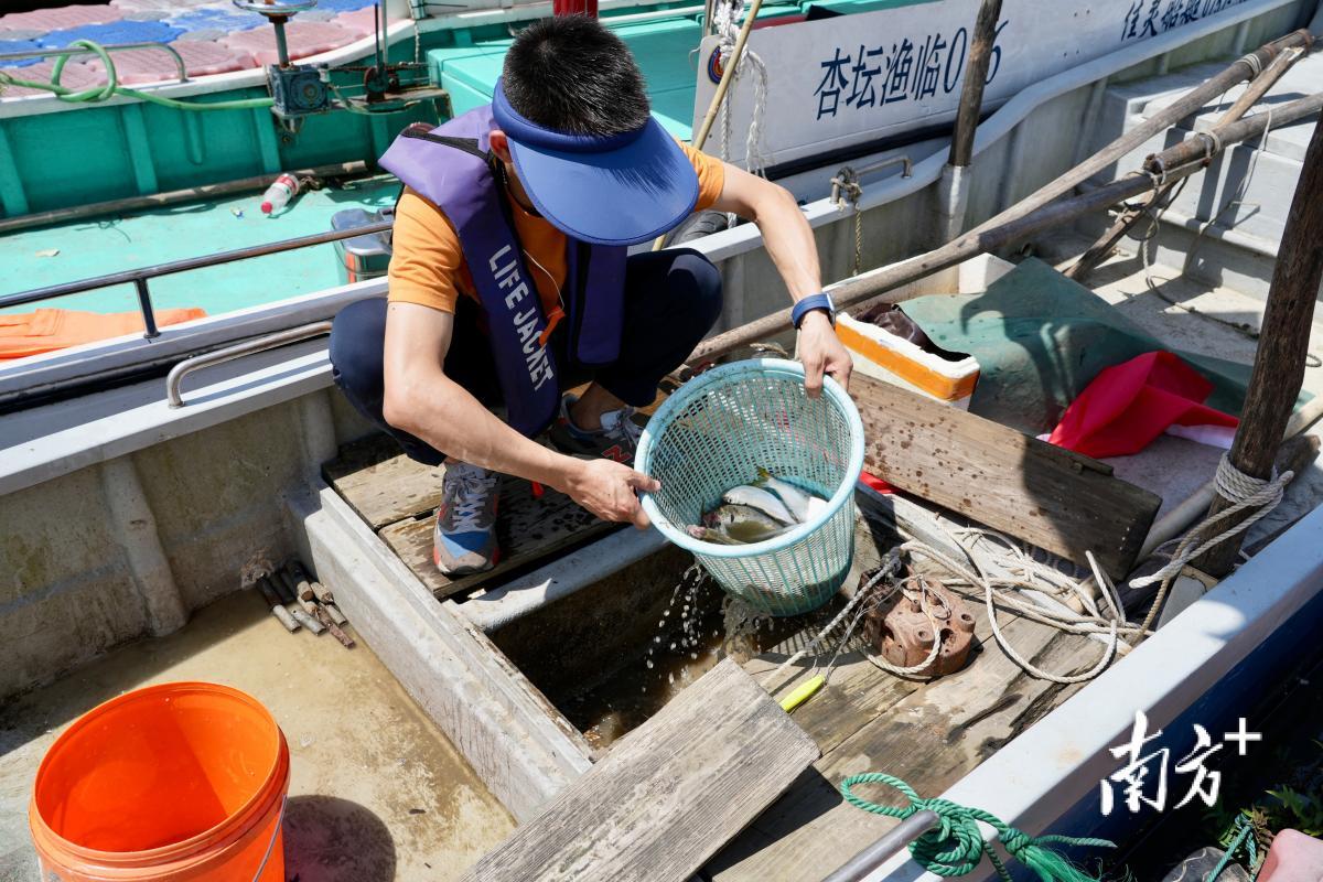 渔民在船上整理刚捕获的黄鱼。白桦摄 渔民在船上整理刚捕获的黄鱼。白桦摄