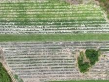 韶关武江这个村撂荒地变“香蜜田”，香瓜结出“致富果”