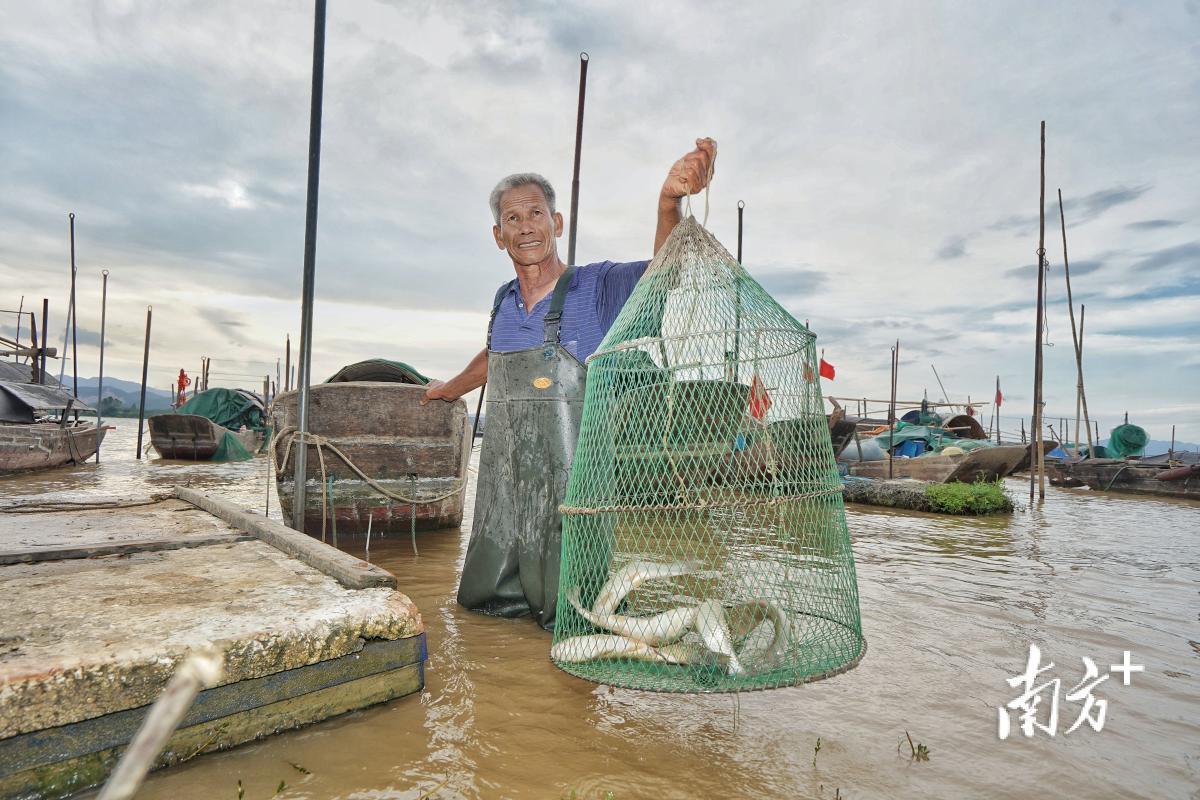 三水渔民收获开渔后的“第一网”。 南方+ 戴嘉信 拍摄 三水渔民收获开渔后的“第一网”。 南方+ 戴嘉信 拍摄