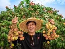 二十载荔枝寻“早”记 | 新农人 兴农记⑤