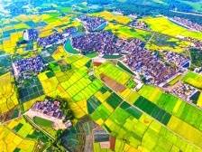 ​恩平：“三产”齐头并进，镇村美美与共｜头号工程 加力提速