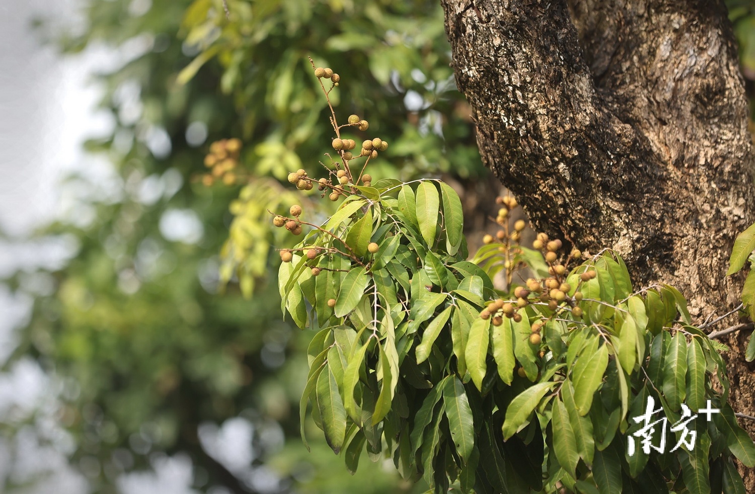 西罟步村的石硖龙眼果肉脆甜。 南方+ 叶志文 拍摄