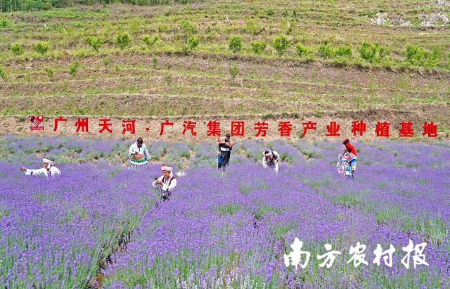 帮扶八年来，广汽总体在毕节大地上收获了一批夷易近破费业。图为毕节市李子村落馥郁财富种植基地。