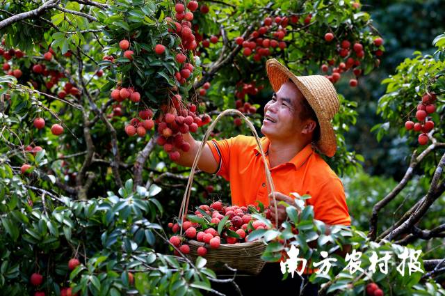 荔枝，是广州村落子致富果。